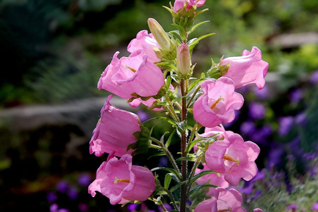 Campanula is fine to grow around felines