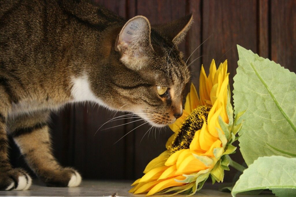 cat safely sniffing a yellow sunflower