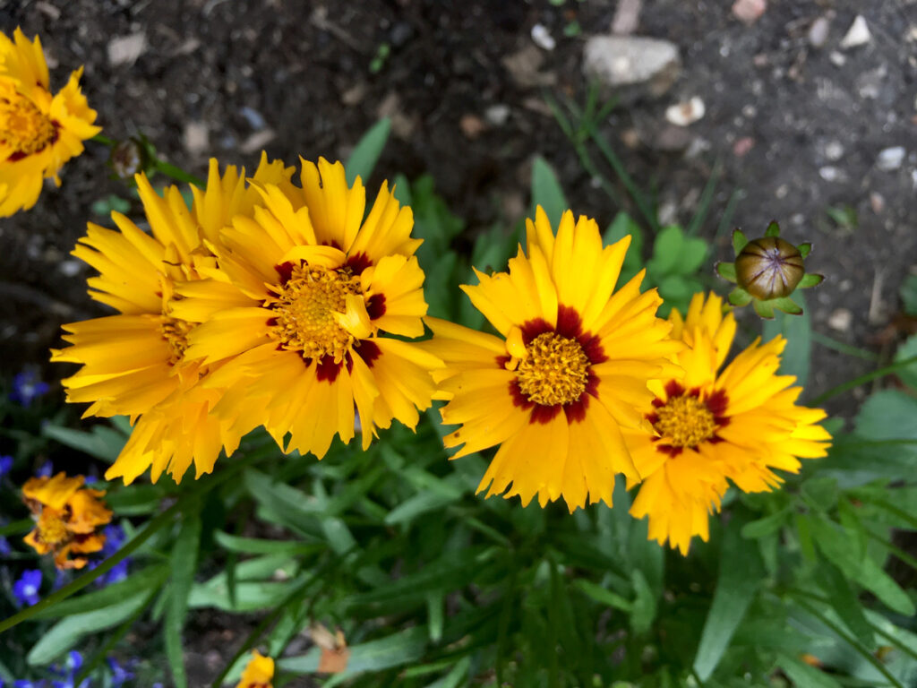 tickseed is good to grow in the uk in gardens with cats