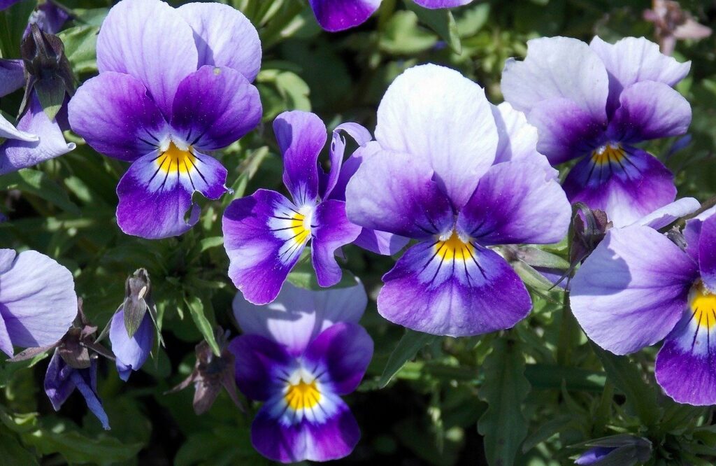 purple pansies