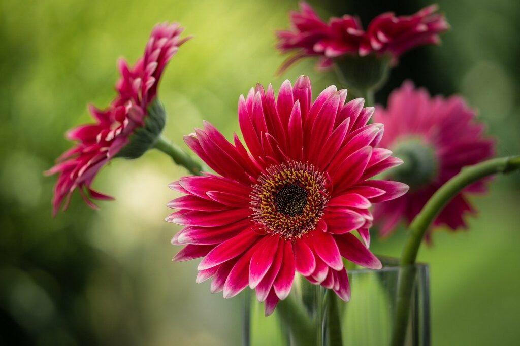 gerbera daisy in pink