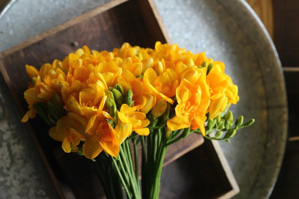 yellow cut freesia that are safe for cats