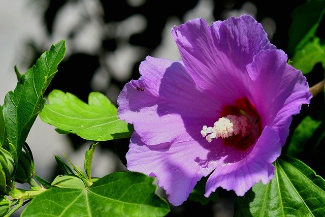 Purple hibiscus growing outside