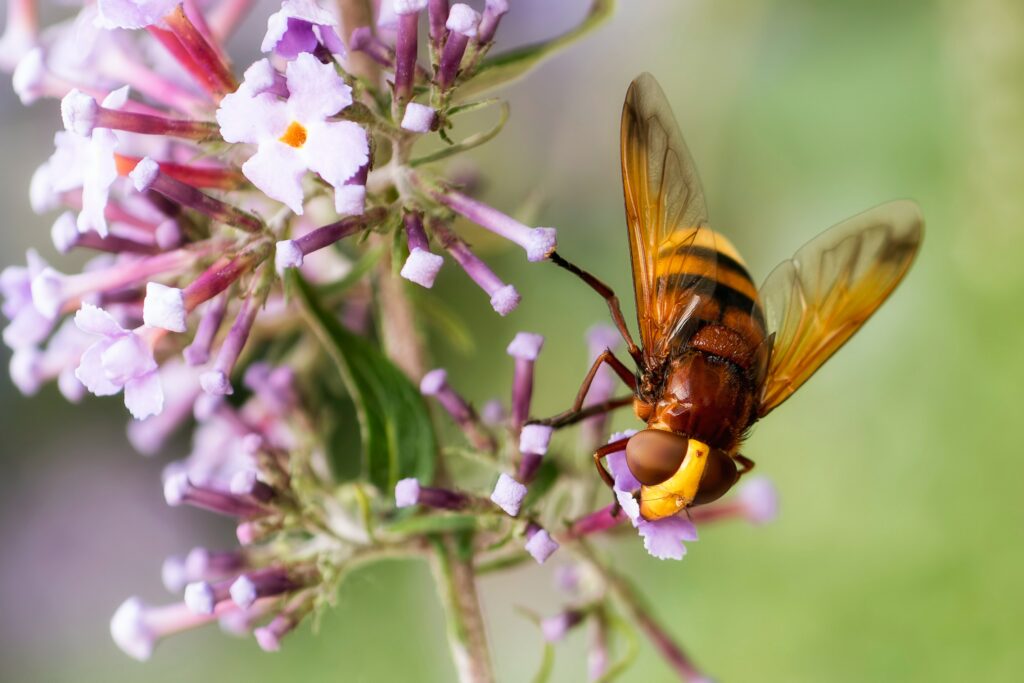 Buddleia and a bee