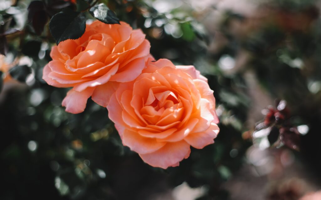 peach coloured rose that is safe for a cat