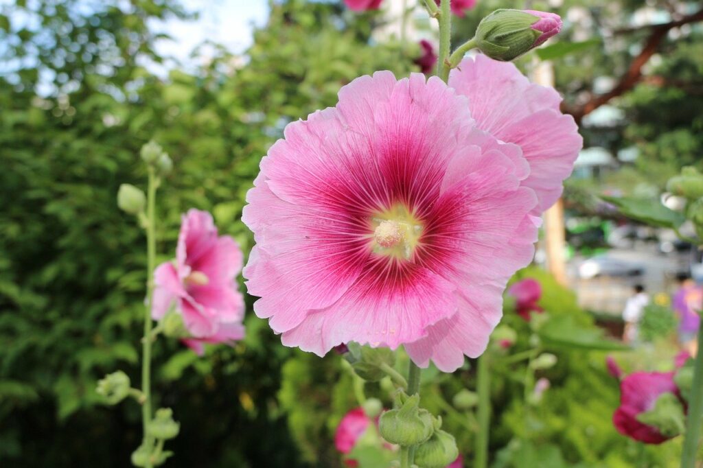 Pink hollyhock growing in garden