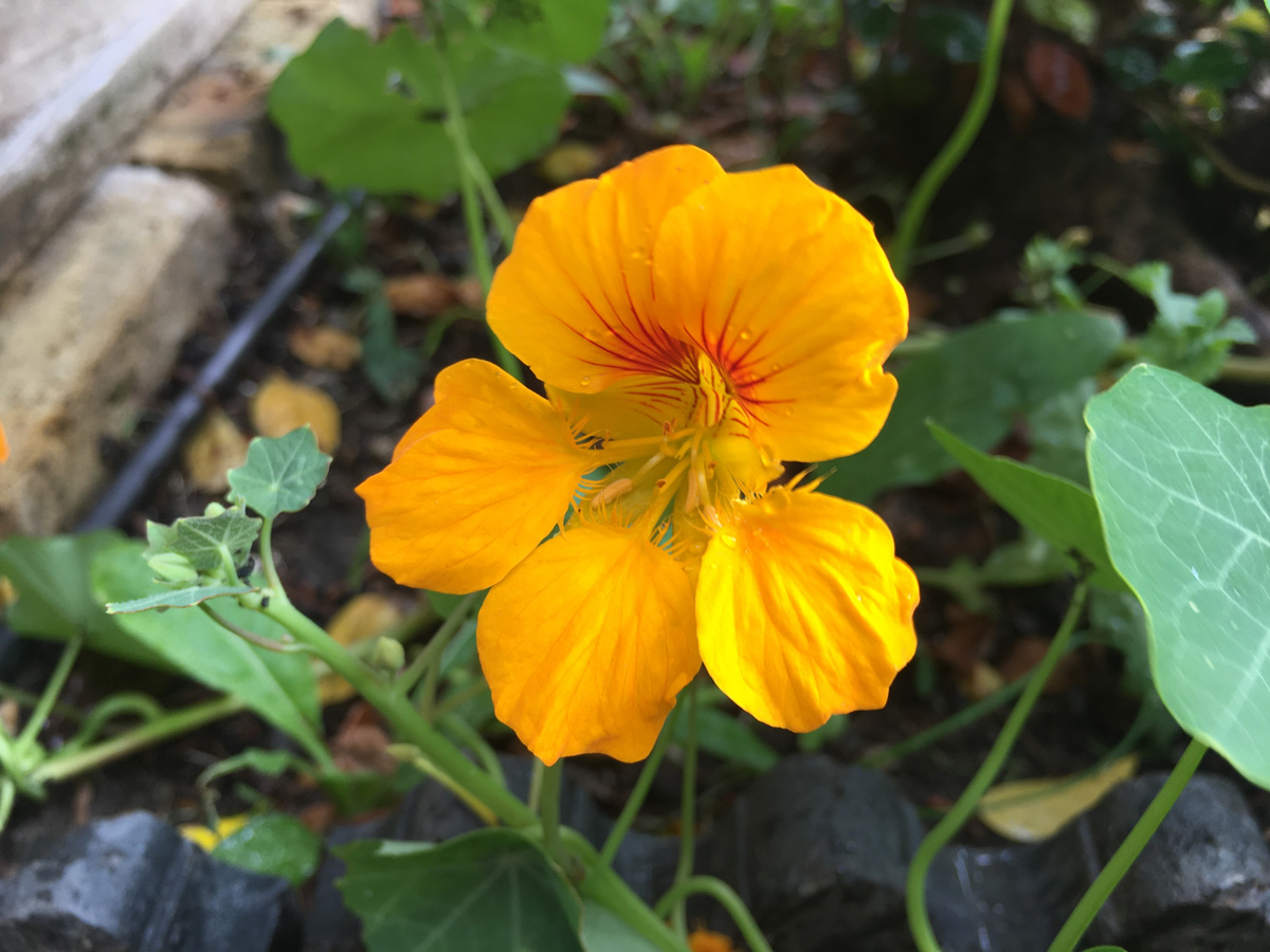 yellow edible nasturtium