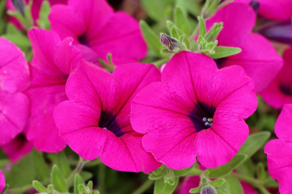 pink petunias