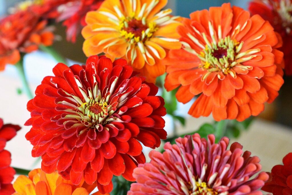 colourful zinnia flowers. safe to grow around cats