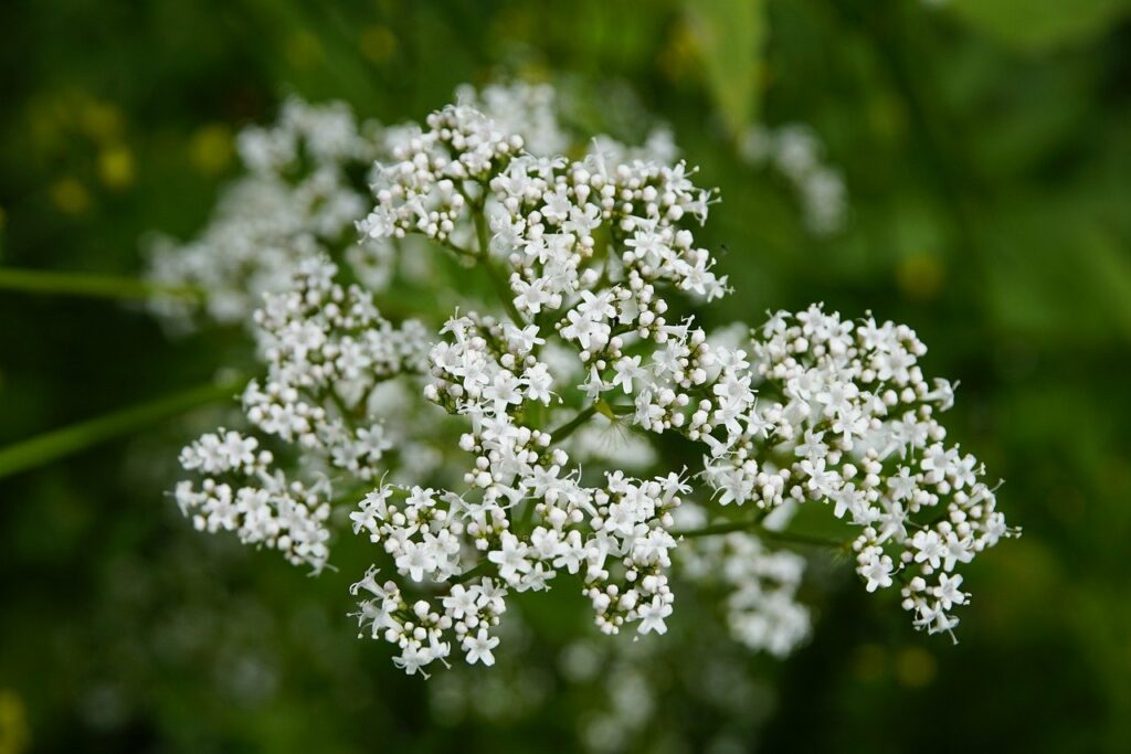 White valerian plant has similar effect on cats as catmint.