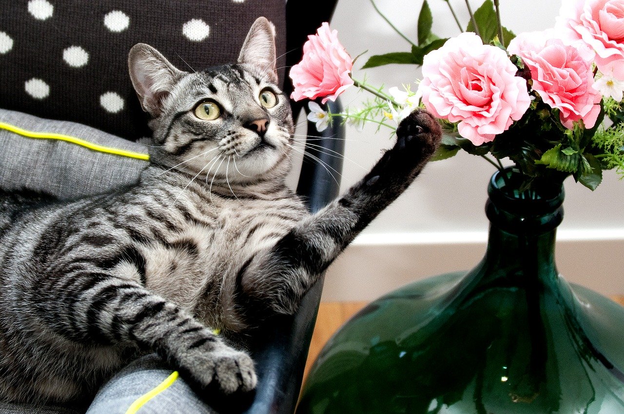 cat with pink flowers