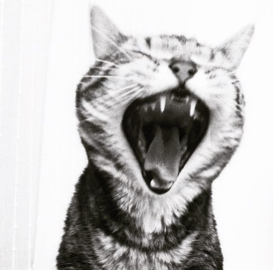 black and white tabby cat yawning