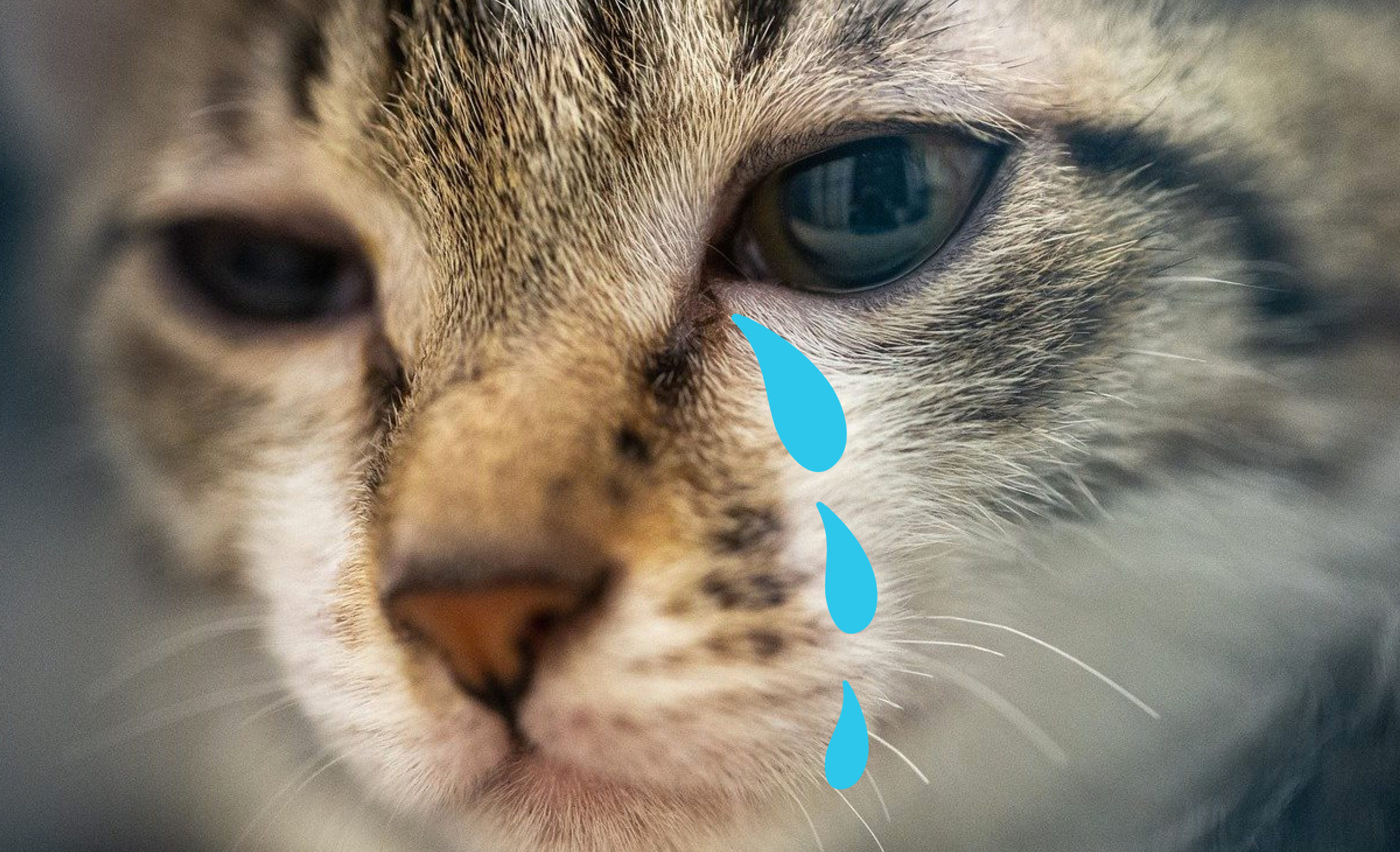 crying cat blue tears