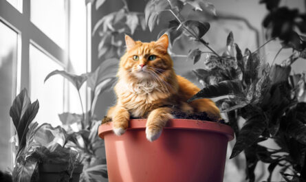 fluffy Ginger cat lying on the top of an indoor plant pot, surrounded by black and white plants